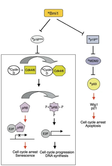 Figure  8   Schéma  illustrant  la  répression  du  locus  Ink4a/Arf  par  Bmi1  dans  les  cellules 