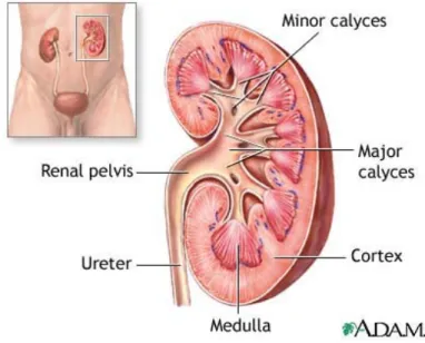 Figure 3-1. Kidney structure (201) 