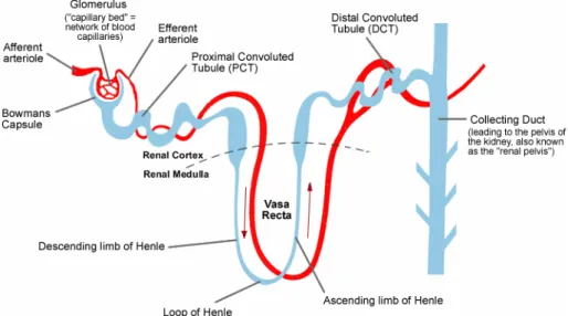 Figure 3-2. Simple diagram of the kidney nephron (203) 