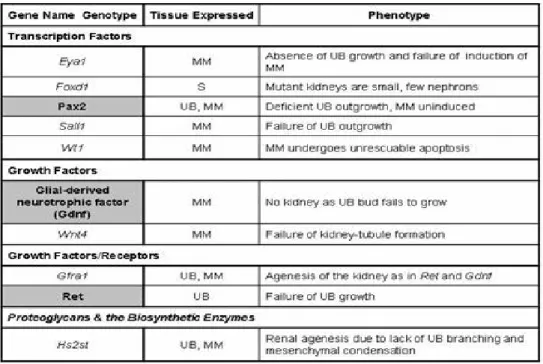 Table 3-1. Selection of genes in kidney development (modified from Piscione et al.:  Differentiation) (215)     