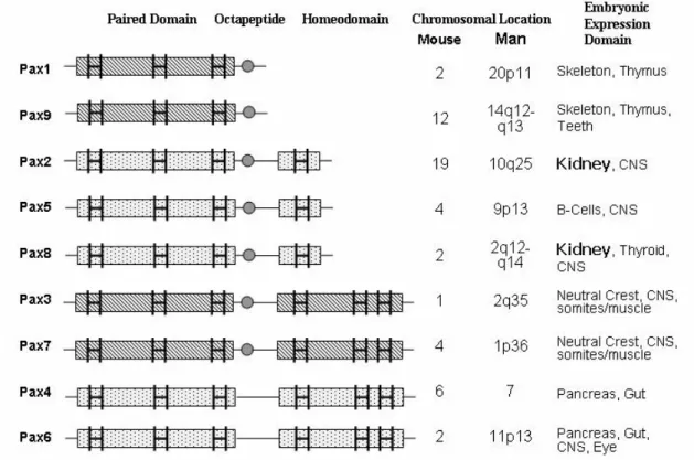 Figure 3-5. The Pax protein family (modified from Mansouri et al.: Cell  Differentiation) (267) 