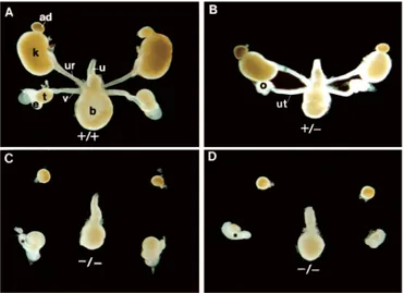 Figure 3-8. Analysis of urogenital system defects in Pax2  mutant mice (A-D).  Whole mounts of dissected complete urogenital systems at E17.5 in male (A, C) and  female (B, D) homozygous and heterozygous mutants and wild type fetuses (219) 