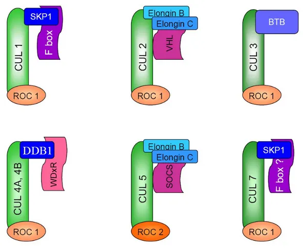 Figure 6. Composition and architecture of Cullin-RING E3 ubiquitin ligases. 