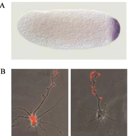 Figure 1. Examples of localized RNAs in different organisms and cell types 