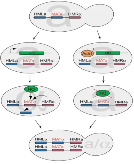 Figure 3: Mating type switching. After division of a haploid cell, only the mother but not  the daughter cell can switch the mating type