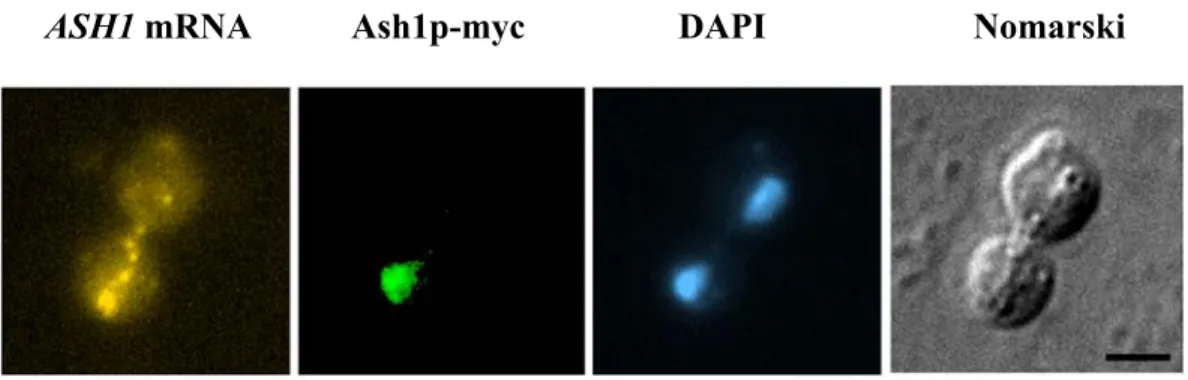 Figure 4: Localization of ASH1 mRNA and Ash1p to daughter cells of budding yeast.  ASH1 mRNA (light yellow) is actively transported to the bud tip of daughter cells where it  is translated into Ash1p (green), the repressor for HO expression