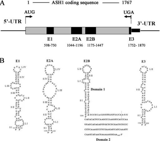 Figure 5: Localization elements of the ASH1 mRNA and its second structure. 