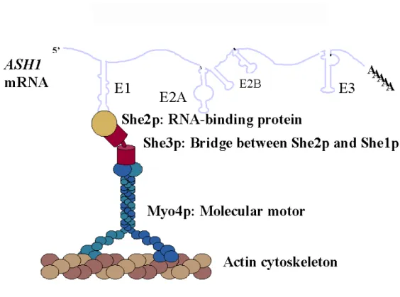 Figure 6:  The ASH1 mRNA locasome 