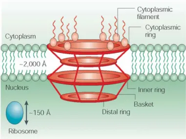 Figure 9: Schematic view of the nuclear pore complex.  