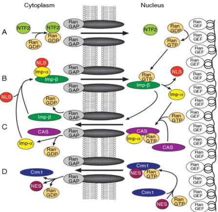 Figure 10: Overview of some of the major nuclear transport pathways in eukaryotic cells