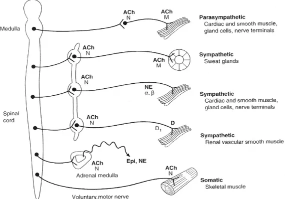 Fig. 3  Distribution of parasympathetic and sympathetic fibers from central nervous system  to ganglia and subsequently to peripheral organs