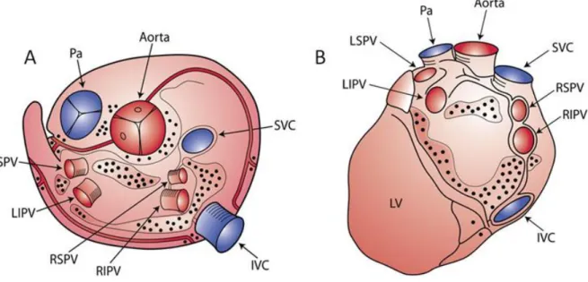 Fig. 4  Schematic representation of anatomical distribution of ganglia of the autonomous  intrinsic cardiac nervous system on the epicardial surface