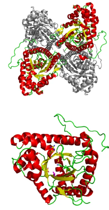 Figure 5 : A. Homotétramère de la FBP aldolase de muscle de lapin, vu parallèlement à  l’axe du tonneau bêta