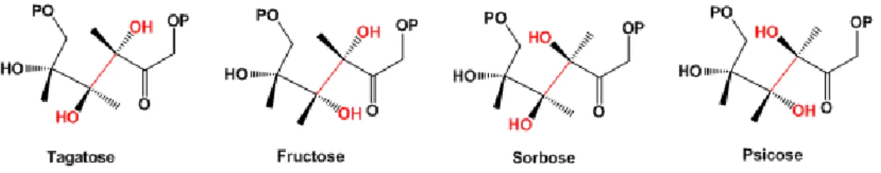 Figure 7 : Structures des quatre hexoses biphosphorylés clivés par la TBP aldolase de S