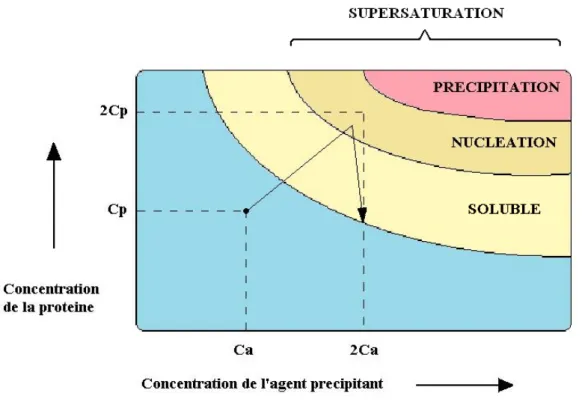 Figure 8: Diagramme de phase selon la concentration en protéine et en agent  précipitant