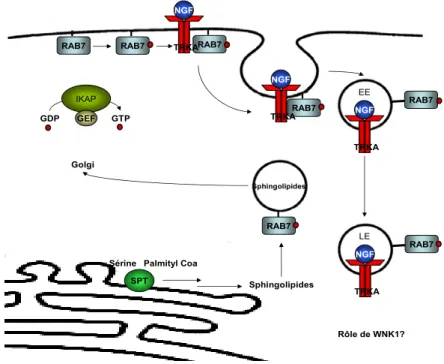 Figure 1. Mécanismes moléculaires pathogéniques. 