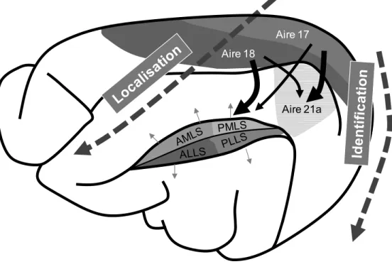Figure 4. Le cortex visuel du chat 