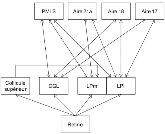 Figure 6. Complexe Latéral-Postérieur (LP) 