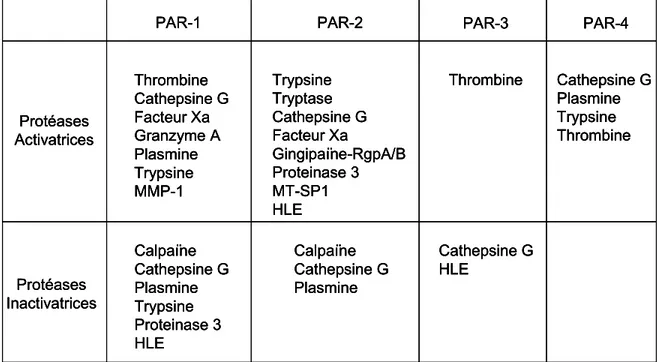 Tableau III: Protéases activatrices et inactivatrices des PARs (adapté de Barry GD et al.,  Current Medicinal Chemistry, 2006)   