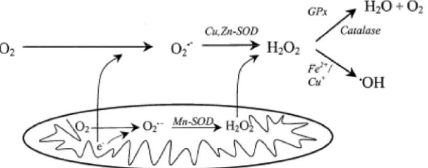 Figure 13. Formation de ROS 