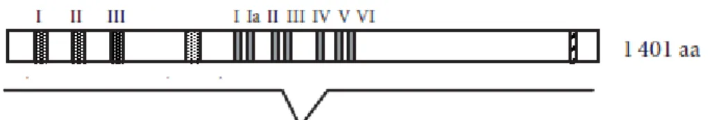 Figure 3. Cadre de délétion du gène WRN chez la souris proposé par Lebel et Leder  (1998)