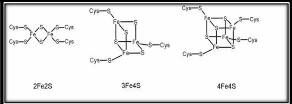 Figure 1. Structure des clusters fer soufre. 