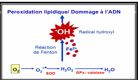 Figure 2. Détoxification de l’oxygène et réaction de Fenton.