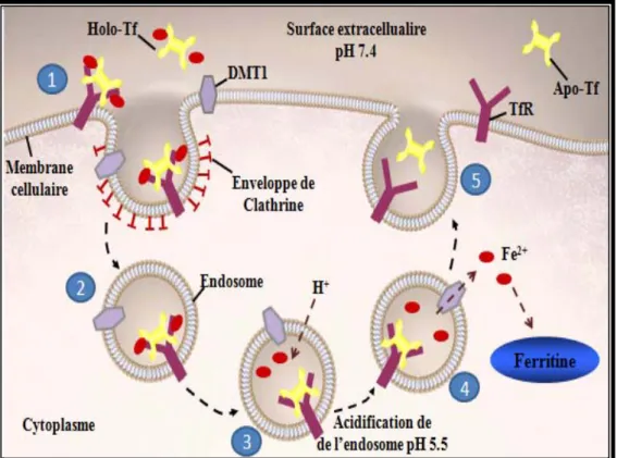 Figure 3. Capture du fer via la voie dépendante de la transferrine. 