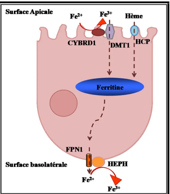 Figure 7. Absorption intestinale du fer alimentaire par les entérocytes. 