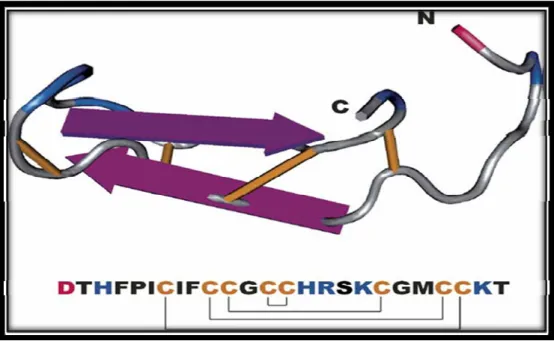 Figure 9. Structure de l’hepcidine humain. 