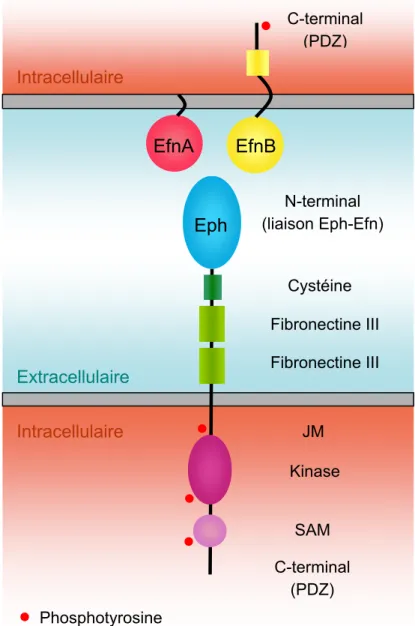 Figure 2. Structure protéique des Eph et des Efn 