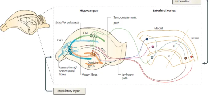 Figure 5. Circuiterie excitatrice de l’hippocampe (Neves et al., 2008) 