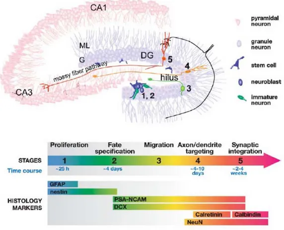 Figure 6. Neurogenèse dans l’hippocampe adulte (Ming and Song, 2005) 