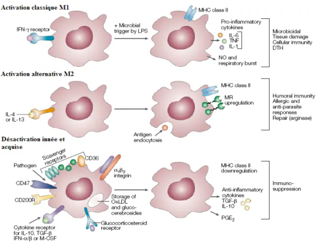 Figure 2. Les programmes d’activation classique (M1) et alternative (M2) ainsi  que la désactivation des macrophages