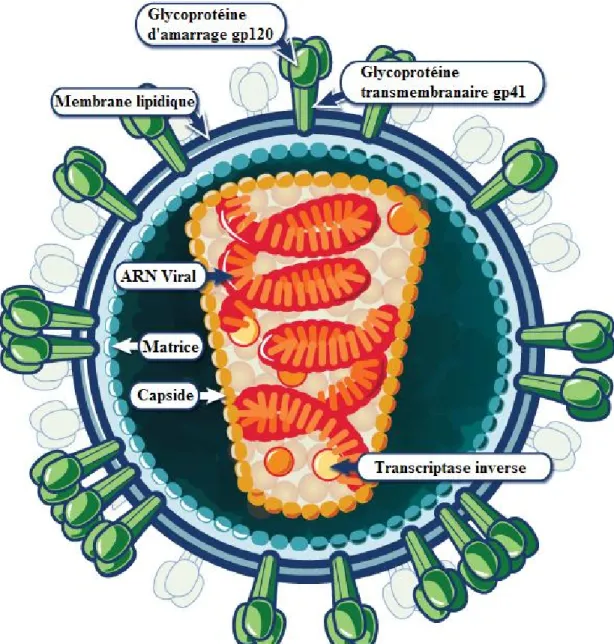 Figure 3 -   Organisation structurelle des virions du VIH-1. Image modifiée de  www3.niaid.nih.gov, NIAID