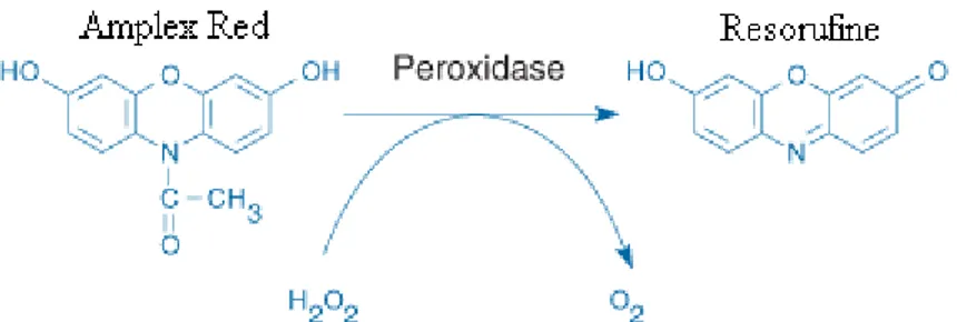 Figure 9 – Réaction de l’Amplex Red. En présence de peroxyde, la molécule  d’Amplex Red est transformée en resorufine par la peroxydase