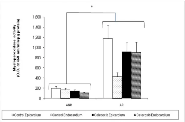 Figure 2. Determination of neutrophil accumulation via myeloperoxidase  activity. Neutrophil accumulation, evaluated by myeloperoxidase levels, is  significantly increased in the area at risk (AR) compared to the non-occluded area  (ANR) (*p&lt;0.05; ANR v