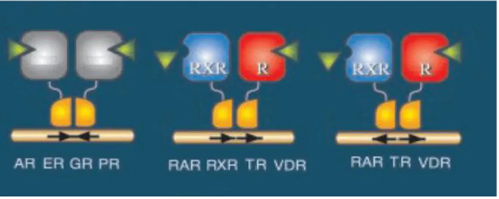 Figure 5 Éléments de réponse des récepteurs nucléaires 