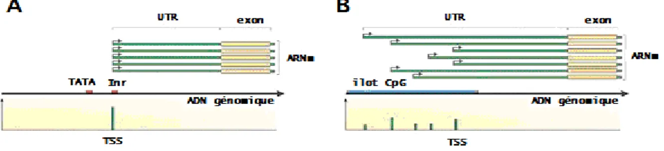 Figure 7 Classes de promoteurs  