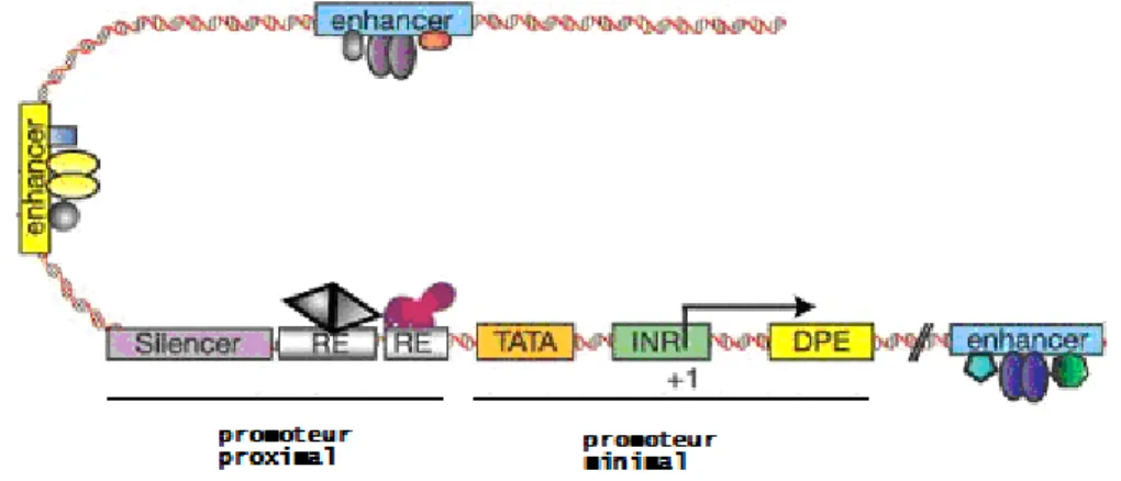 Figure 8 Régions impliquées dans la régulation de la transcription des gènes 