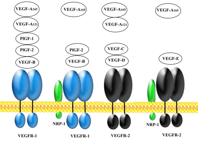 Figure 1 : Représentation schématique des différents récepteurs du VEGF liés par les  différents ligands à savoir les VEGF-A 165 , VEGF-A 121 , VEGF-B, VEGF-C, VEGF-D, 