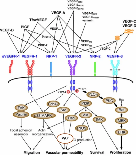 Figure 3: La superfamille des  VEGF et les voies de signalisation en rapport avec le  VEGFR-2