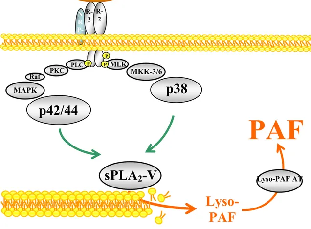 Figure 5 : Mécanismes intracellulaires régissant la synthèse endothéliale du PAF  induite par le VEGF