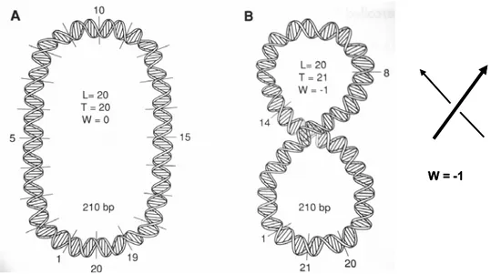 Figure 2 : Propriétés du surenroulement. (A) ADN circulaire, fermé et relaxé (W=0) de  210pb possédant 20 tours d’hélice (210 ÷10,5)