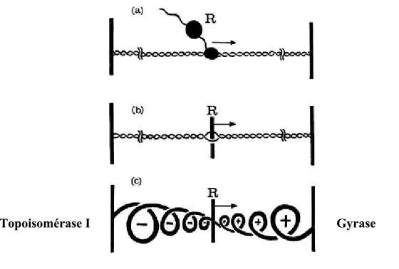 Figure 8 : représentation schématique du « Twin Domain Model » proposé par Liu et  Wang (Liu et Wang., 1987)