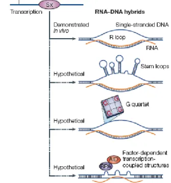 Figure 14 : Proposition de structures générées  durant la commutation de classe des  Immunoglobulines (Chaudhuri et Alt., 2004)