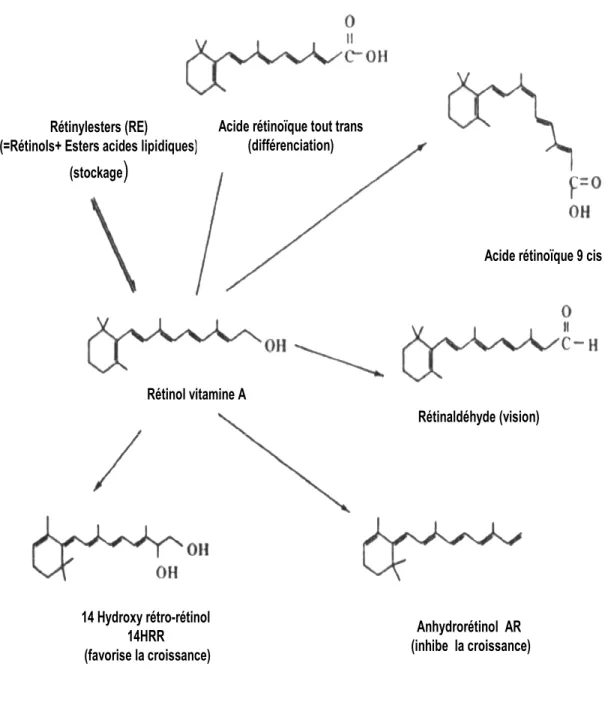 Fig. 1 : Structure des rétinoïdes (d’après Means &amp; Gudas, 1995). 