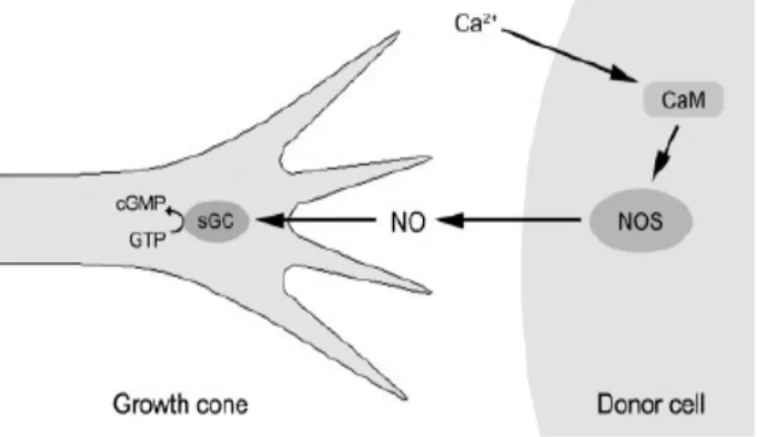 Fig. 2 : Représentation shématique de la voie de signalisation cellulaire du NO/cGMP  