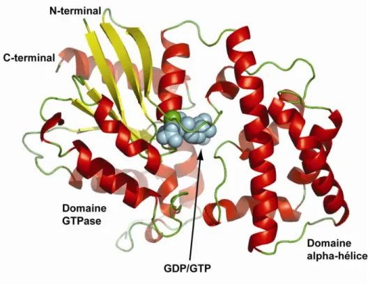 Figure 5: Structure des sous-unités Gα 