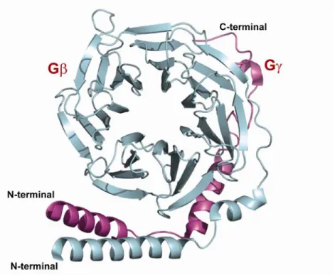 Figure 6: Structure du dimère Gβ/γ 